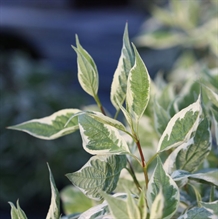 Hvidbroget kornel 'Ivory Halo'
